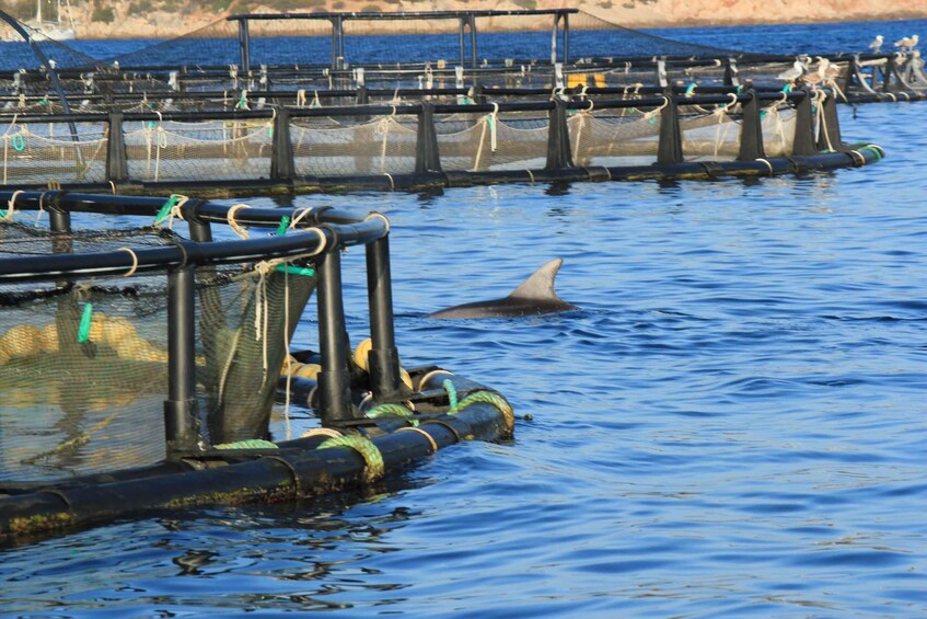 Picture 4 for Activity Olbia: Dolphin Watching and Snorkeling Boat Tour