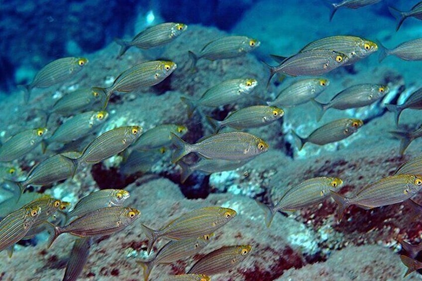 Enjoy the marine life at the Isola Bella in Taormina