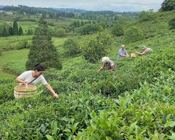 The Green Gold of Georgia