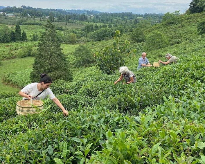 The Green Gold of Georgia