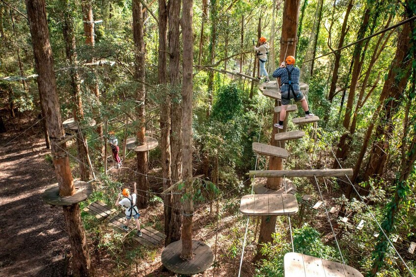 Picture 3 for Activity Pennant Hills: Tree Ropes Course Session