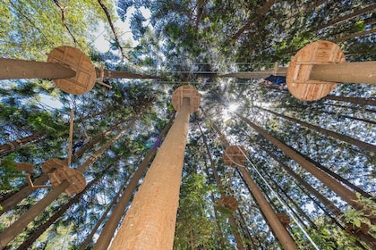 Pennant Hills: Tree Ropes Course Session