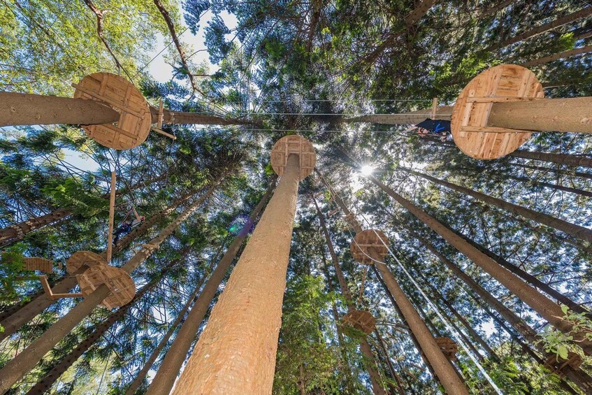 Pennant Hills: Tree Ropes Course Session