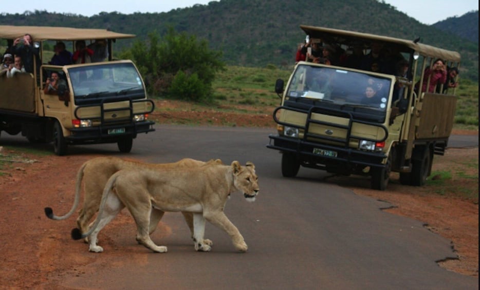 Picture 1 for Activity From Sun City: Pilanesberg National Park 3-Hour Game Drive