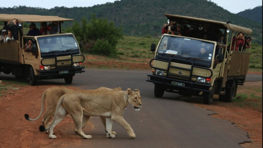 From Sun City: Pilanesberg National Park 3-Hour Game Drive