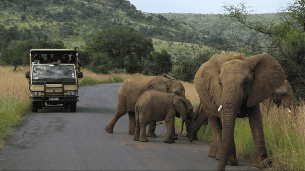 Picture 1 for Activity From Sun City: Pilanesberg National Park 3-Hour Game Drive