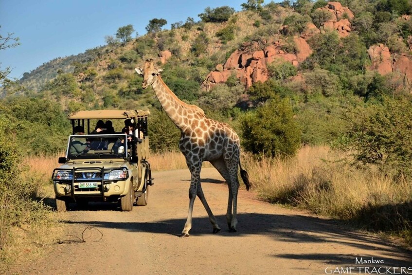 Picture 2 for Activity From Sun City: Pilanesberg National Park 3-Hour Game Drive