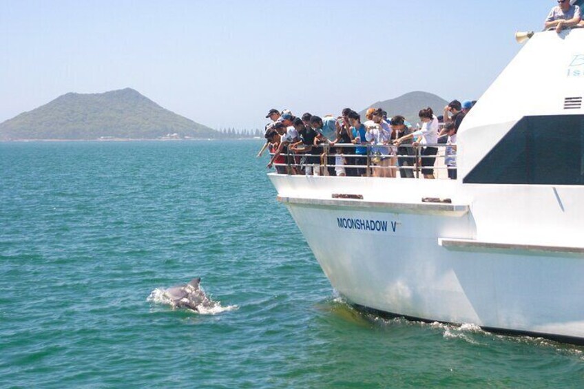 Port Stephens: Dolphin Discovery Cruise