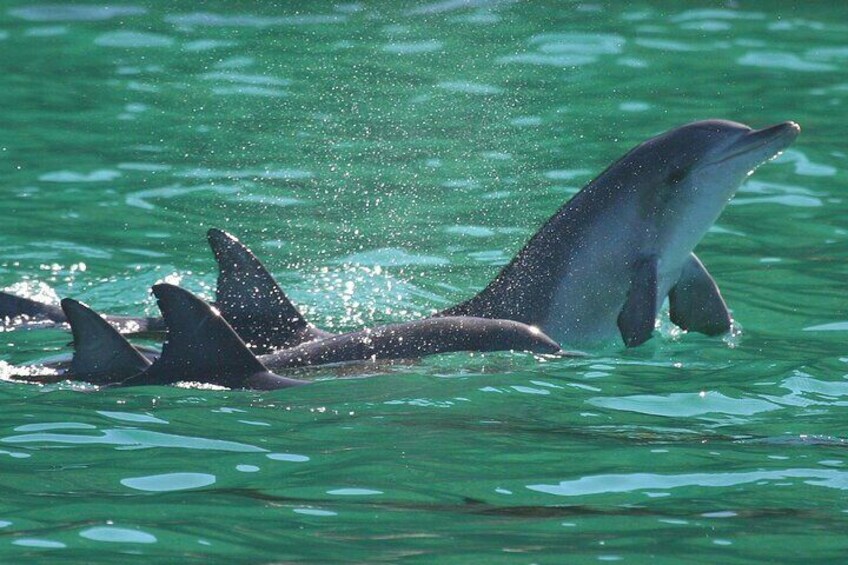 Port Stephens: Dolphin Discovery Cruise