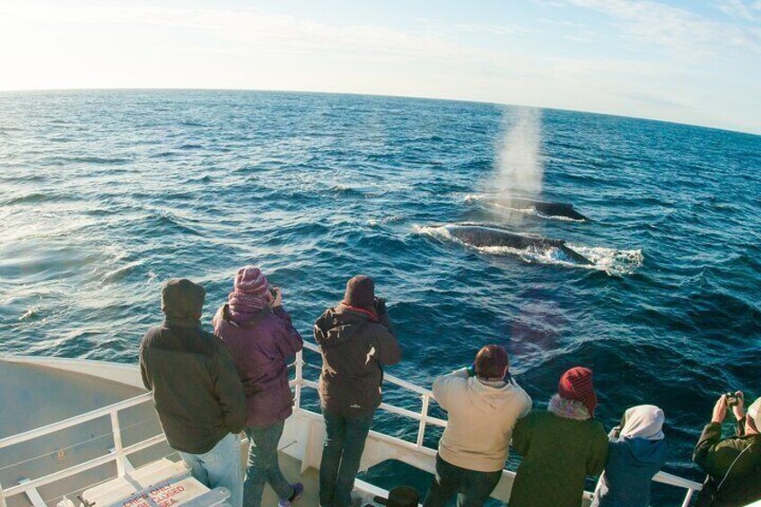 Port Stephens: Whale Watching Cruise