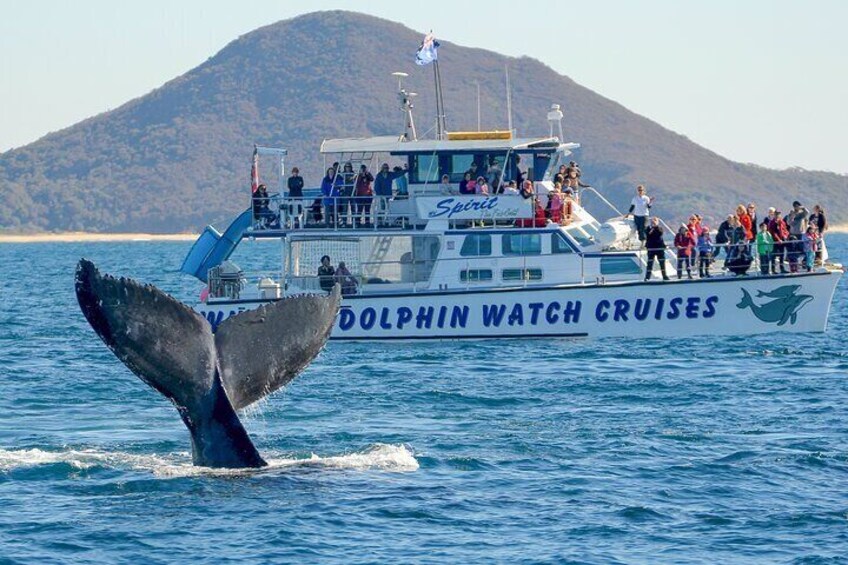 Port Stephens: Whale Watching Cruise