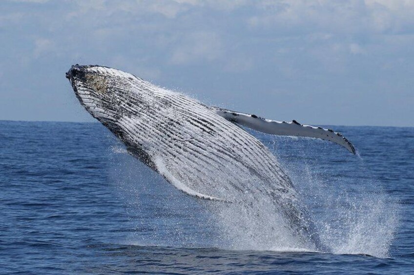 Humpback Whale