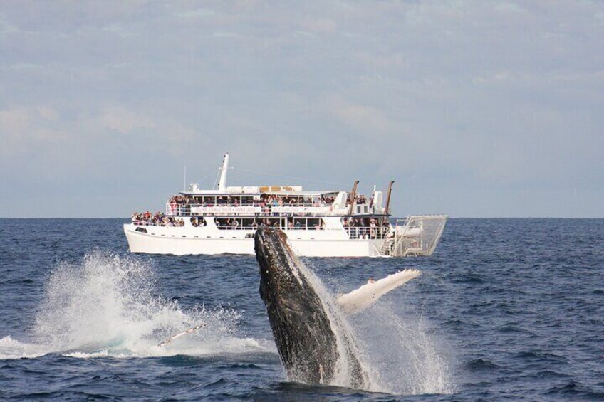 Hinchinbrook w/ Whale breach