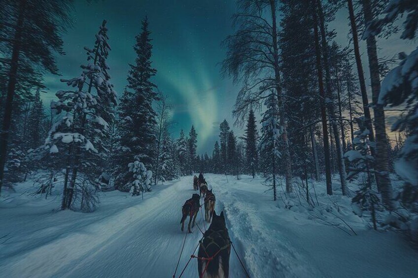 4hr Dog Sledding Tour under the Northern Lights