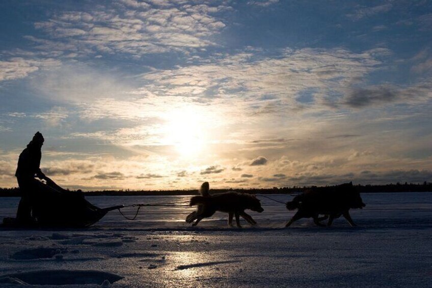 4hr Dog Sledding Tour under the Northern Lights