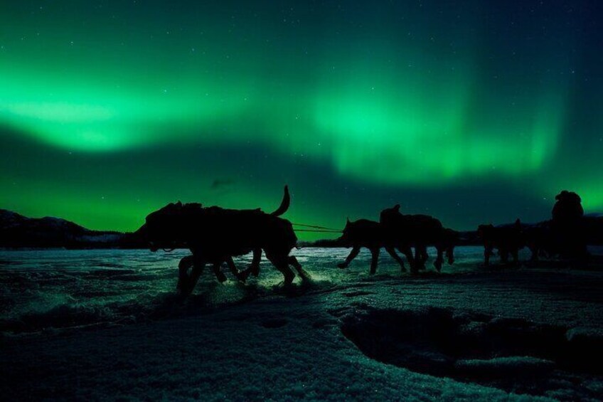 4hr Dog Sledding Tour under the Northern Lights