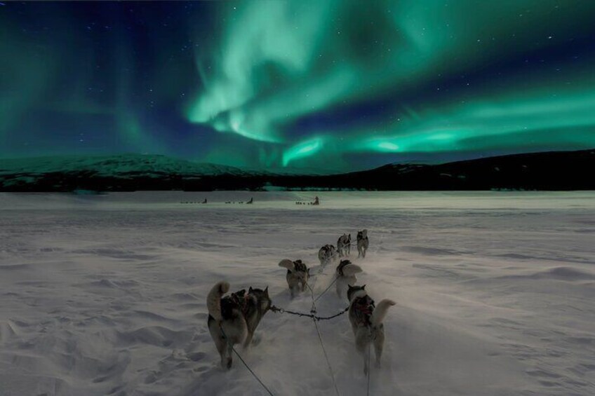 4hr Dog Sledding Tour under the Northern Lights