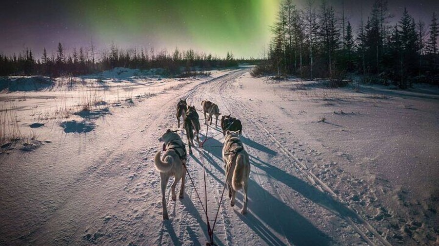 4hr Dog Sledding Tour under the Northern Lights