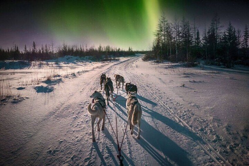 4hr Dog Sledding Tour under the Northern Lights