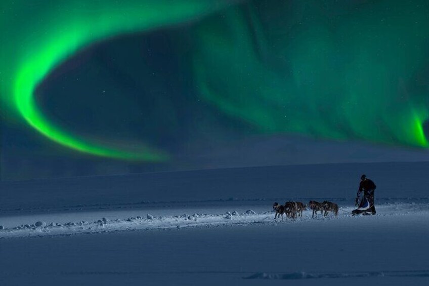 4hr Dog Sledding Tour under the Northern Lights