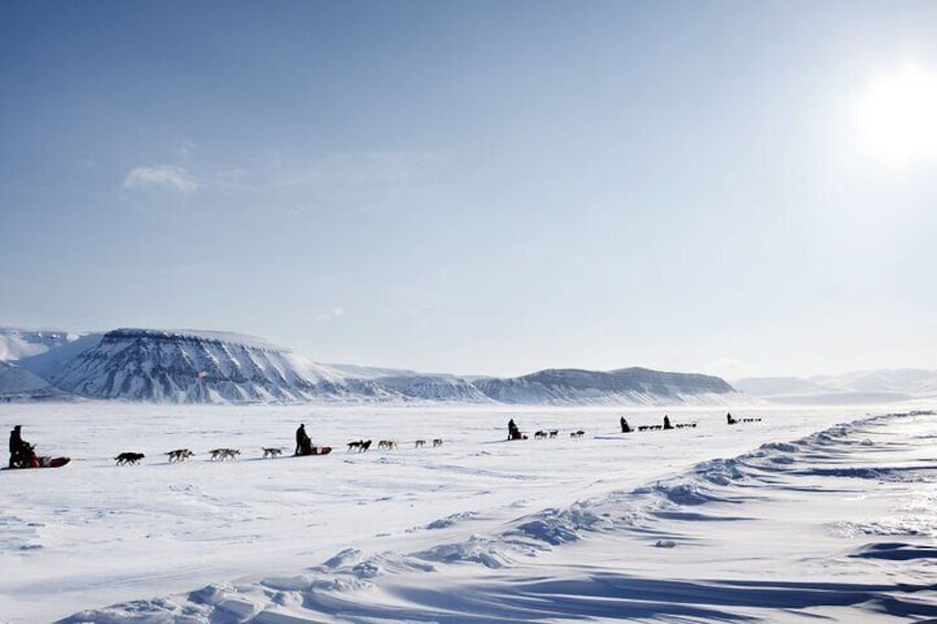 4hr Dog Sledding Trip on Finnmarksvidda