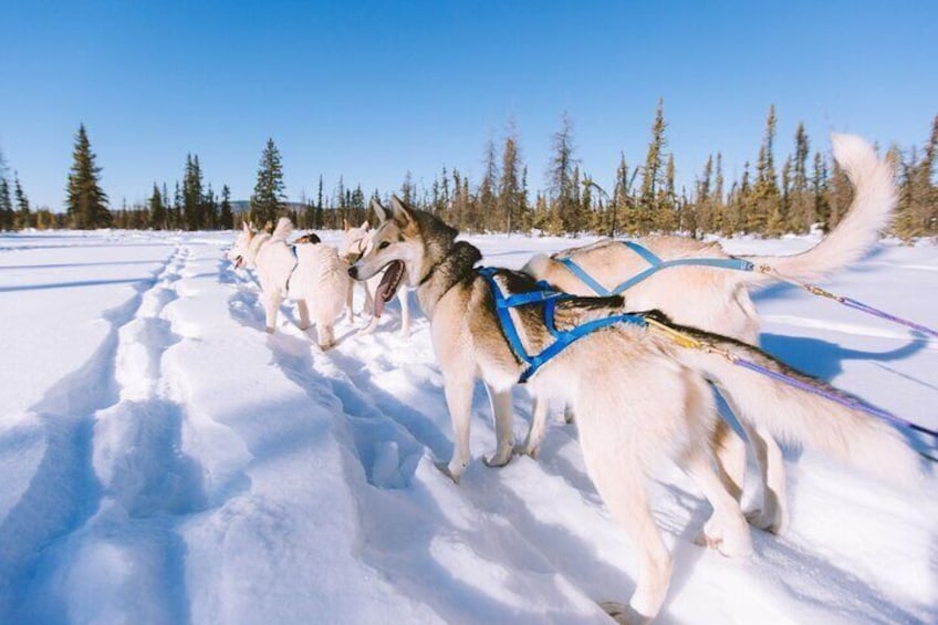 4hr Dog Sledding Trip on Finnmarksvidda