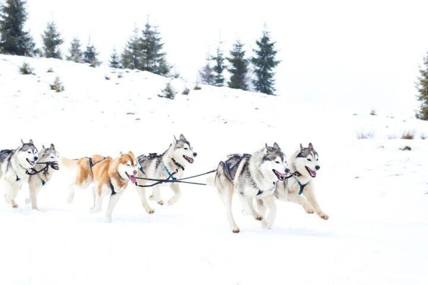 4hr Dog Sledding Trip on Finnmarksvidda