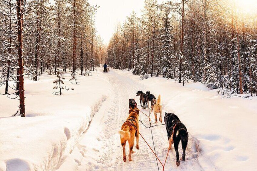 4hr Dog Sledding Trip on Finnmarksvidda