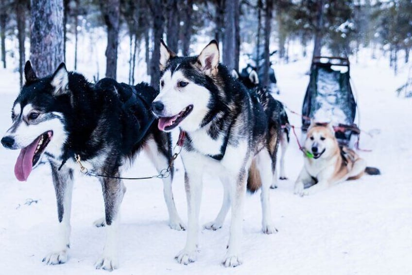 4hr Dog Sledding Trip on Finnmarksvidda