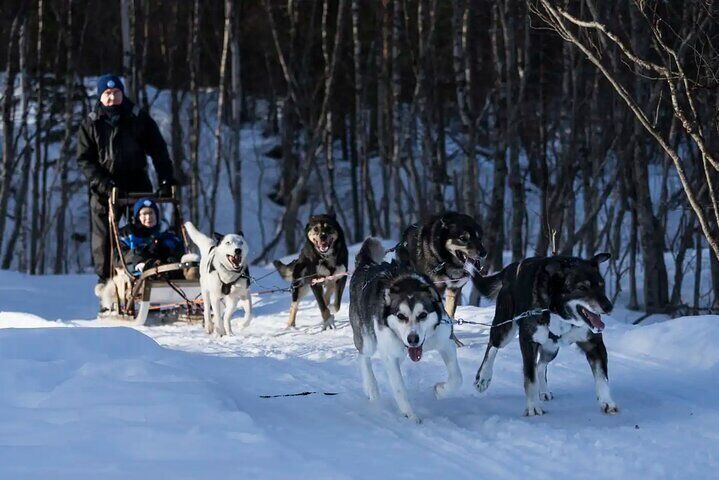4hr Dog Sledding Trip on Finnmarksvidda