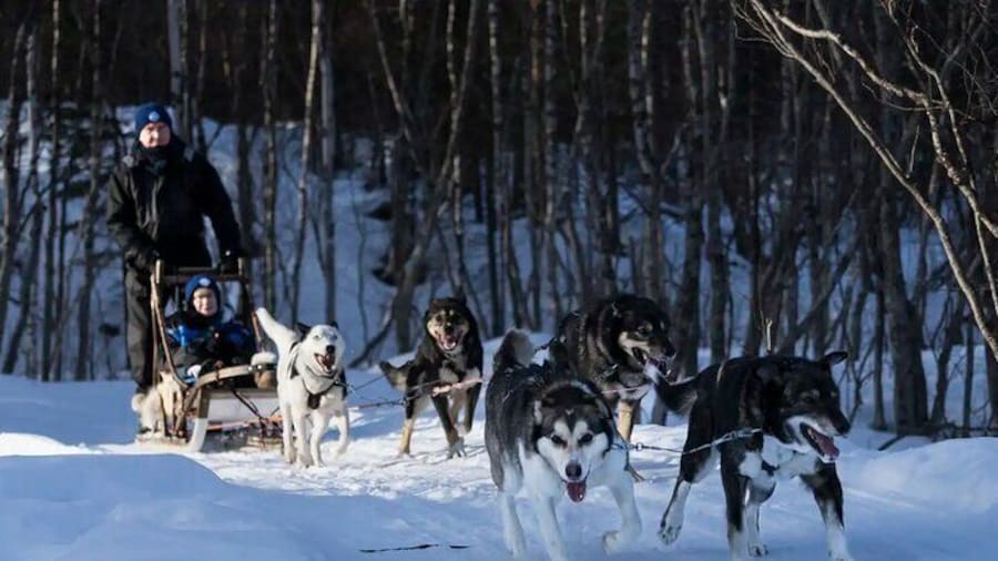 4hr Dog Sledding Trip on Finnmarksvidda