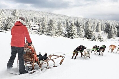 4hr Dog Sledding Trip on Finnmarksvidda