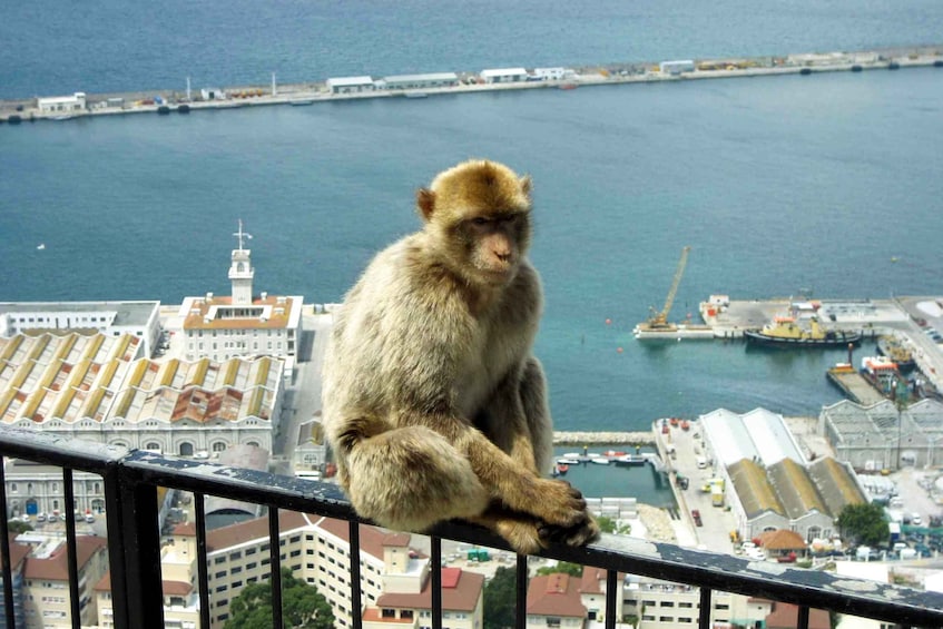 Picture 6 for Activity From Seville: Day Trip to Gibraltar