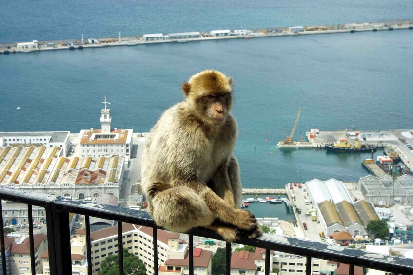 Picture 6 for Activity From Seville: Day Trip to Gibraltar