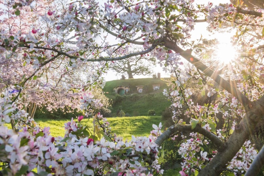 Picture 12 for Activity Matamata: Hobbiton Movie Set Guided Tour Ticket