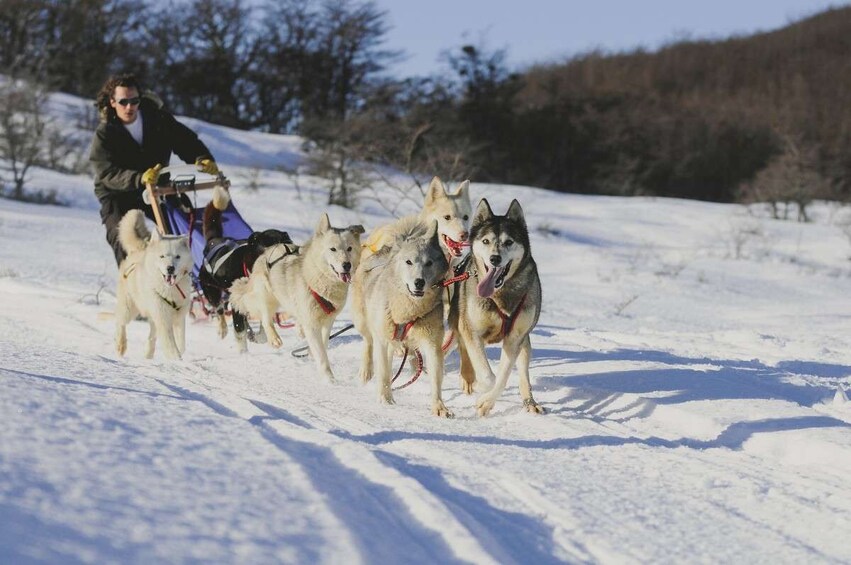 Ushuaia: Full day Snow: Sledding with Huskies Snowmobile 4x4