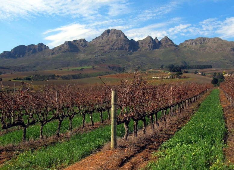 Picture 1 for Activity From Stellenbosch: Hop-On Hop-Off Wine Tour Southern Route