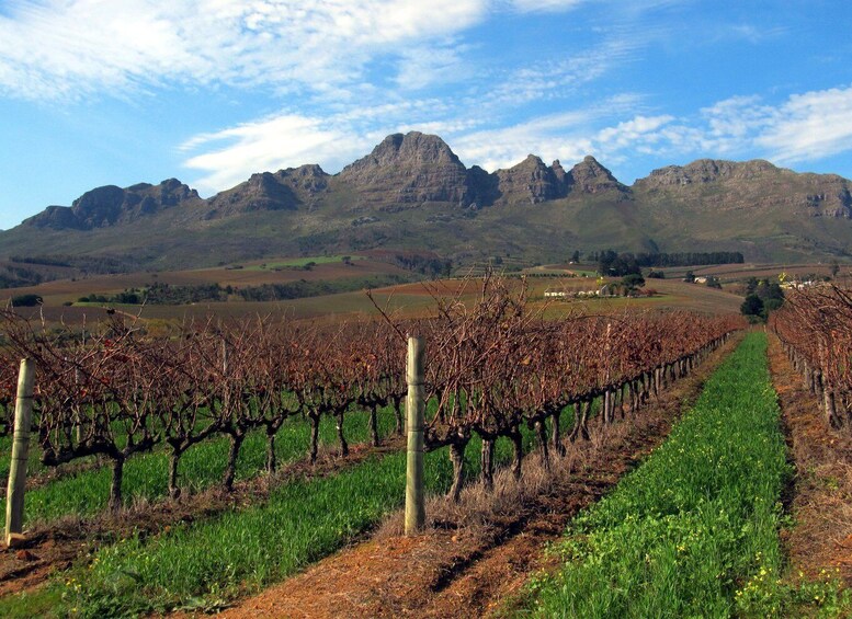 Picture 1 for Activity From Stellenbosch: Hop-On Hop-Off Wine Tour Southern Route