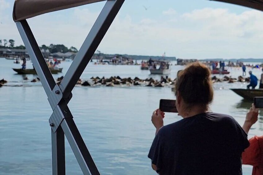 Small Group Boat Tours of Chincoteague & Assateague - Wild Ponies