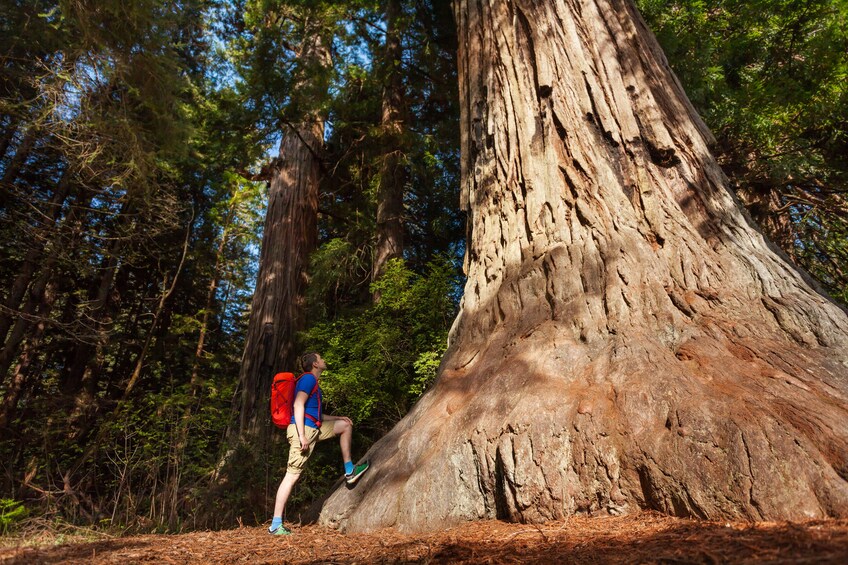 Total Yosemite Experience from San Jose
