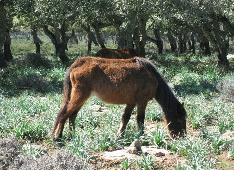 Picture 8 for Activity Cagliari: Su Nuraxi Barumini Unesco & Giara Horses 4h Tour