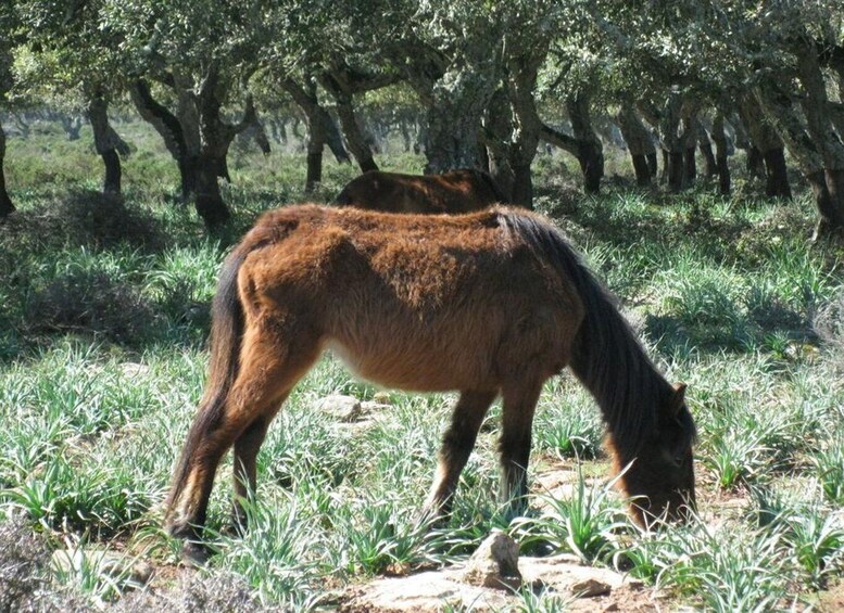 Picture 8 for Activity Cagliari: Su Nuraxi Barumini Unesco & Giara Horses 4h Tour