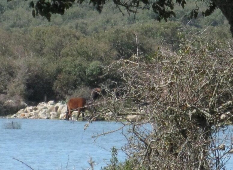 Picture 10 for Activity Cagliari: Su Nuraxi Barumini Unesco & Giara Horses 4h Tour