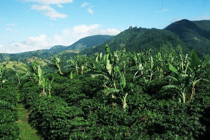 Blue Mountain Coffee, Bob Marley and Art Tour from Montego Bay