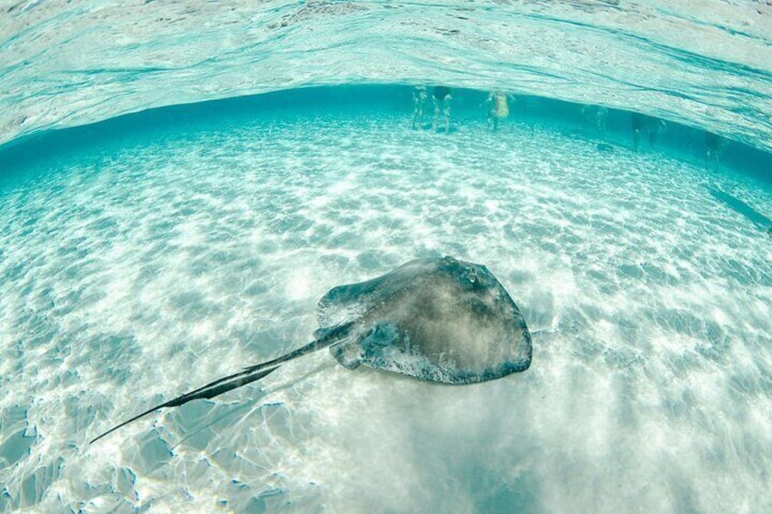 Private Yacht 48 ft Sting Ray City, Snorkel & Starfish Beach