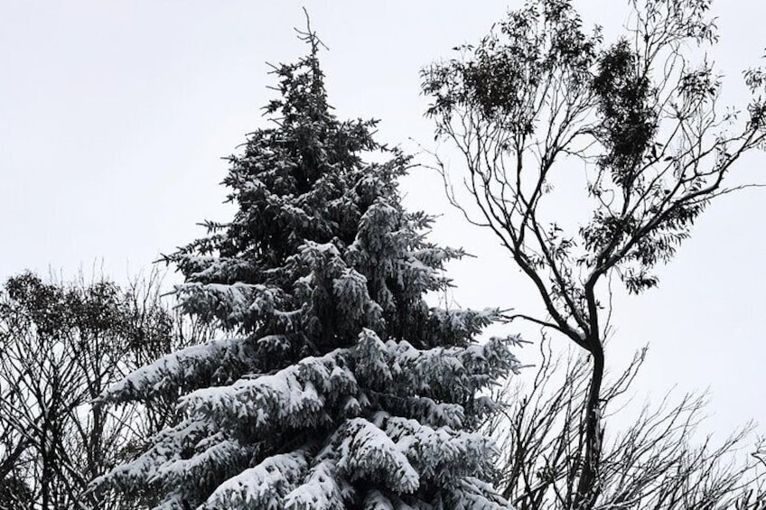 1 day Lake mountain snow tour 