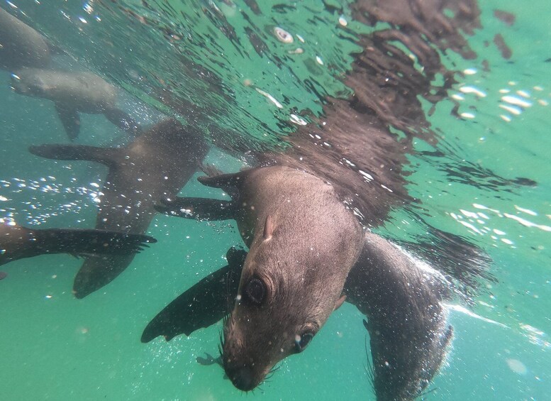 Picture 5 for Activity Plettenberg Bay: Seal Swimming Experience