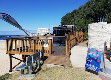 Plettenberg Bay: Seal Swimming Experience