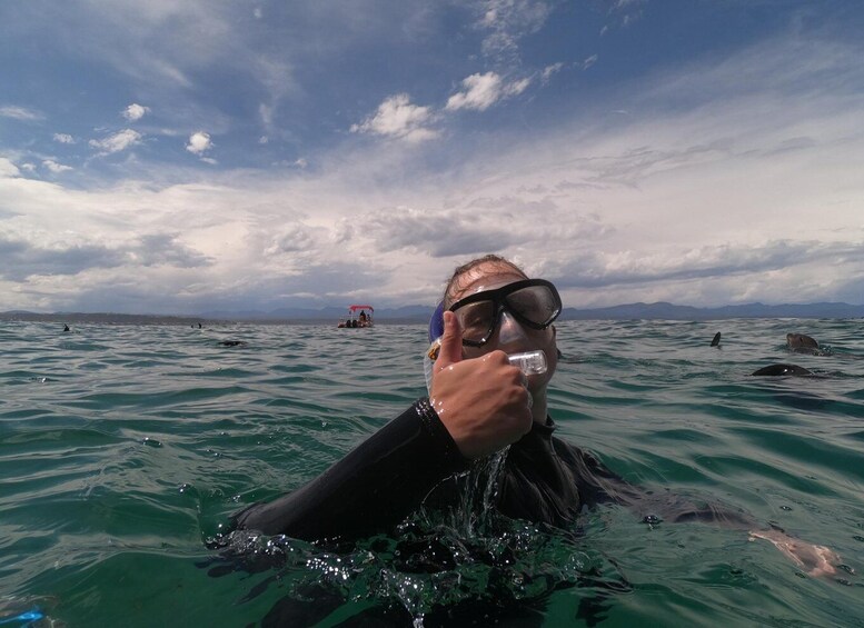 Picture 11 for Activity Plettenberg Bay: Guided Seal Swimming Experience