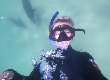 Baie Plettenberg : Expérience de natation des phoques